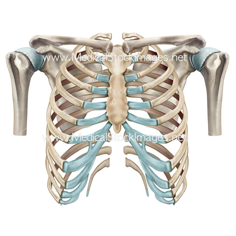 Rib Cage and Shoulder Skeletal Anatomy