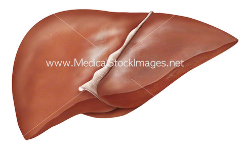 Liver Anatomy