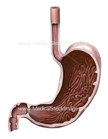 Oesophagus and Stomach in Cross-Section