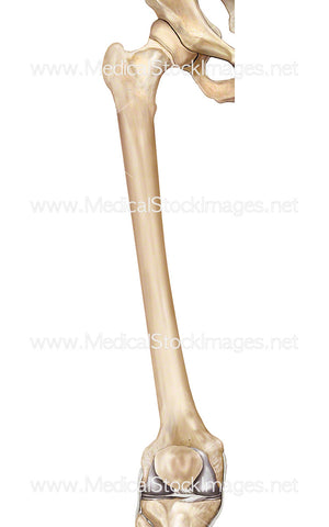 Femur and Pelvis Anatomy