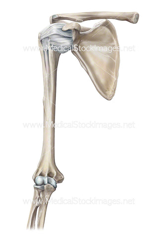 Bone Anatomy Healthy Shoulder Joint with Joint Capsule