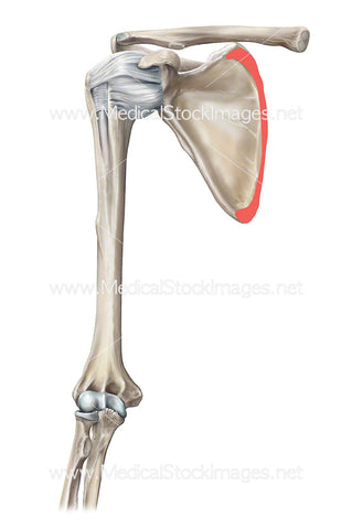 Serratus Anterior Muscle