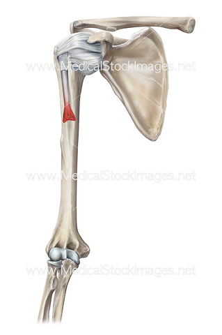 Shoulder Joint showing Biceps Brachii Short Head