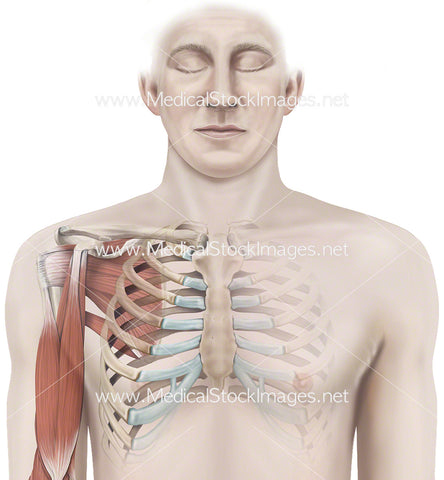 Muscles in the Shoulder Joint