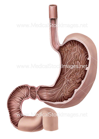 Stomach Cross-Section with Duodenum