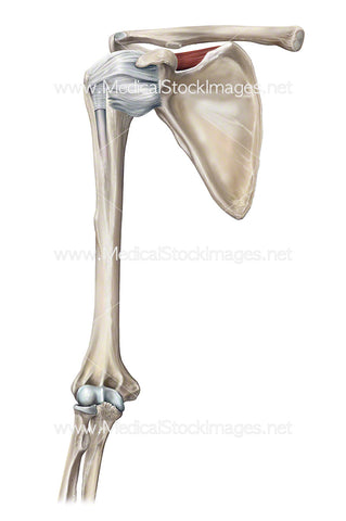 Supraspinatus Muscle of the Shoulder Joint