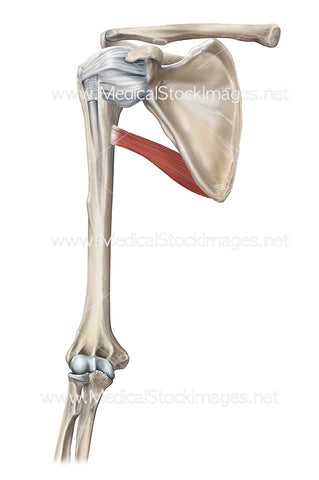 Teres Major Muscle of the Shoulder Joint