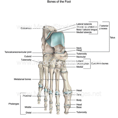 Bones of the Foot