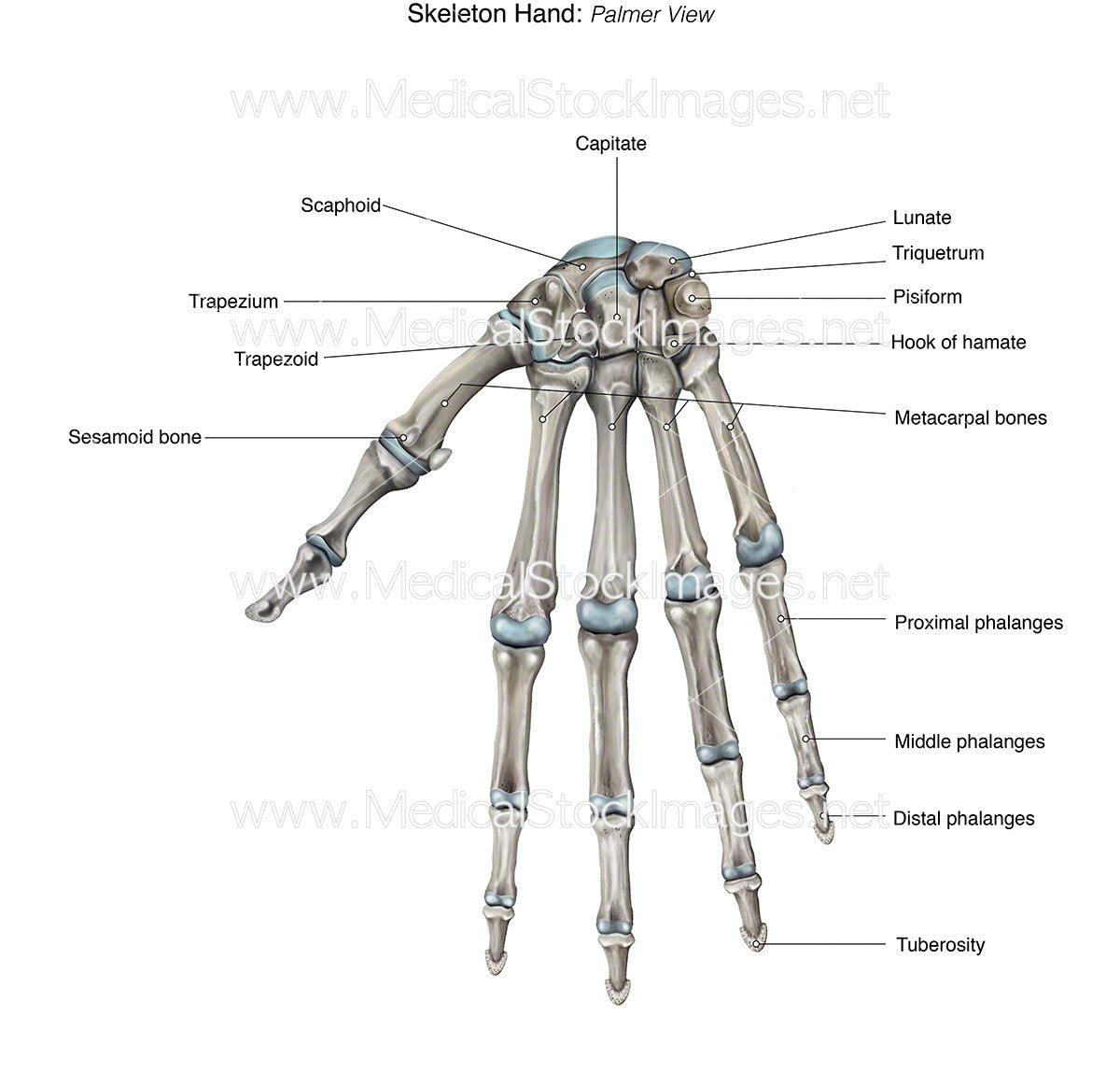 Skelet lanat Skelet lanat