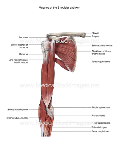 Shoulder and Arm Muscles