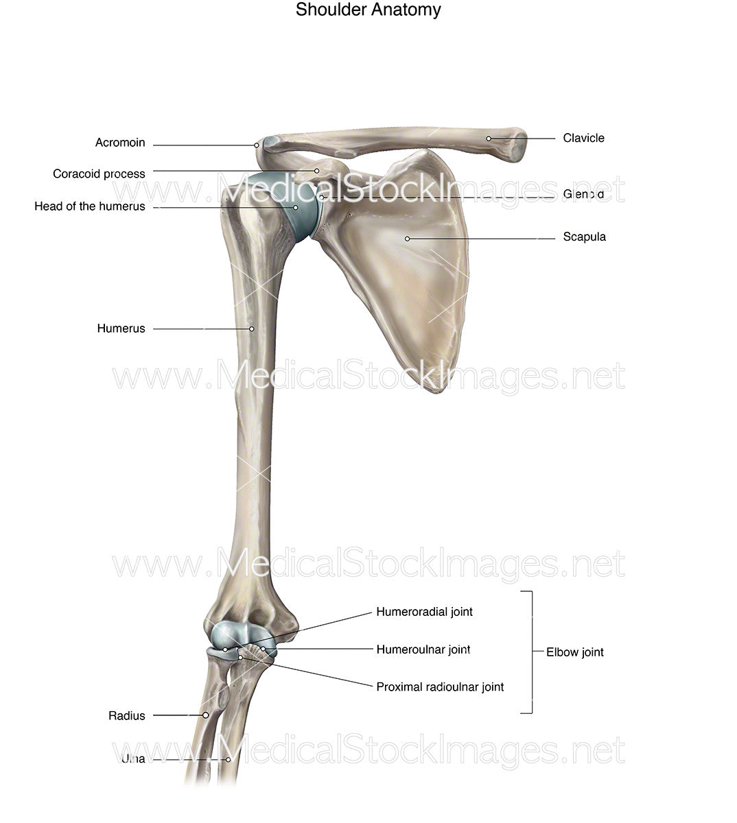 Humerus Diagram Labelled