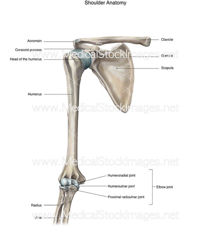Skeletal Shoulder Anatomy