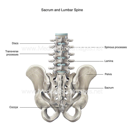 Lumbar Spine and Sacrum