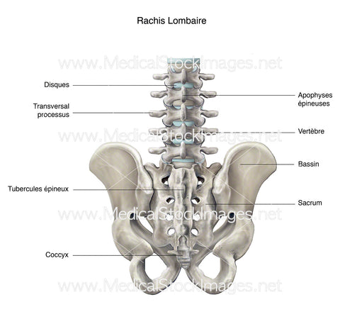 Sacrum Rachis Lombaire et Bassin