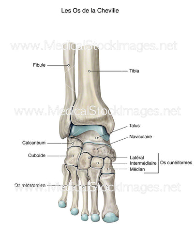 Les Os de la Cheville