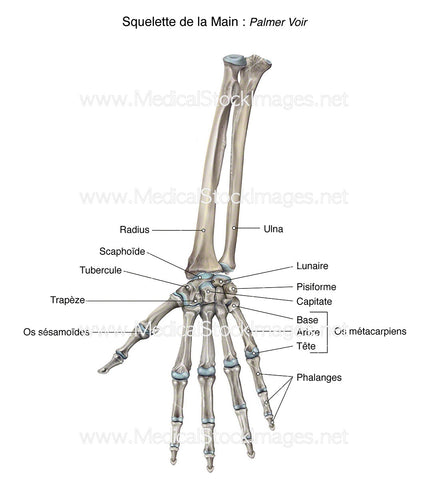 Squelette de la Main