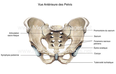 Vue Antérieure des Pelvis