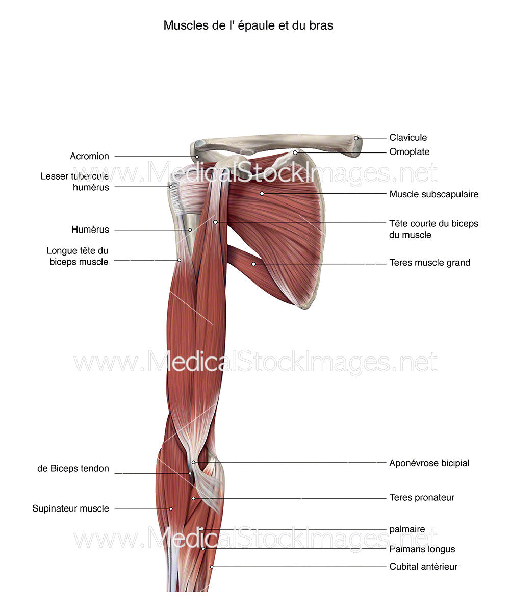 Muscles de l' épaule et du bras – Medical Stock Images Company
