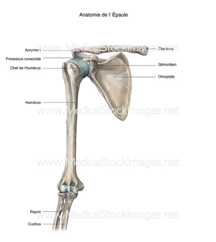 Anatomie de l' Épaule