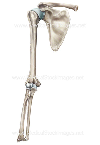 Skeleton Shoulder Anatomy