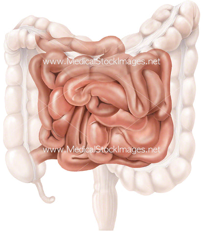 Large and Small Bowel