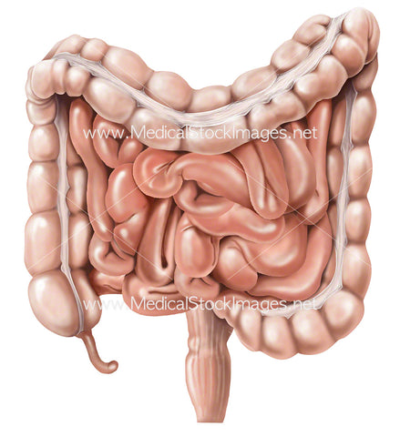 Large and Small Bowel and Rectum