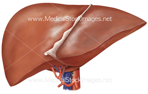 Liver Anatomy