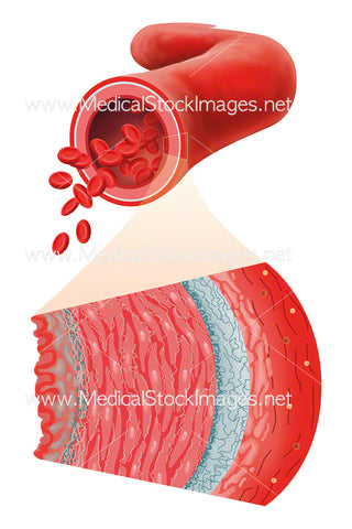 Structure of an Artery Wall