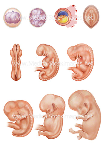 Embryonic Development from Cell Development to Week 8 (part of a set with a white baby)