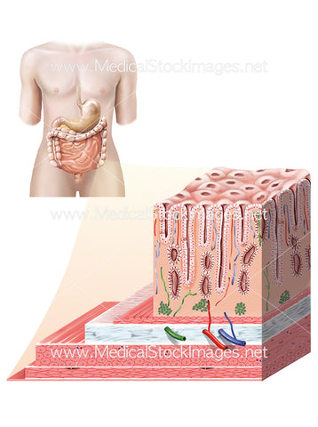 Layers of the Large Intestine