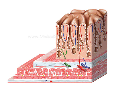 Layers of the Stomach