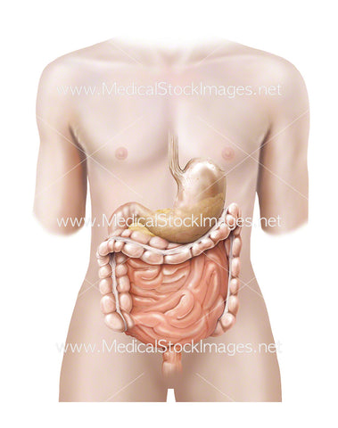 Androgynous Figure with Stomach, Pancreas and Bowel