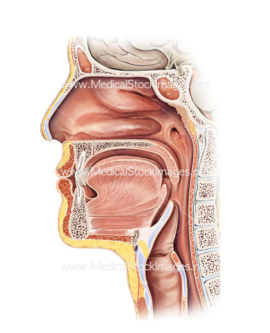 Head and Throat Anatomy