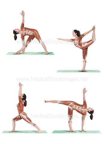 Muscle Anatomy of Yoga