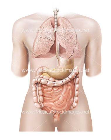 Androgynous Figure with Lungs, Stomach, Pancreas and Bowel