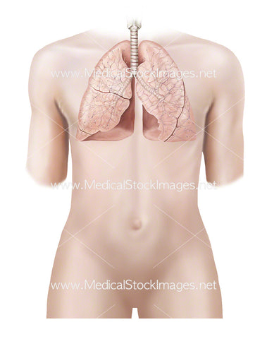 Androgynous Figure with Lungs