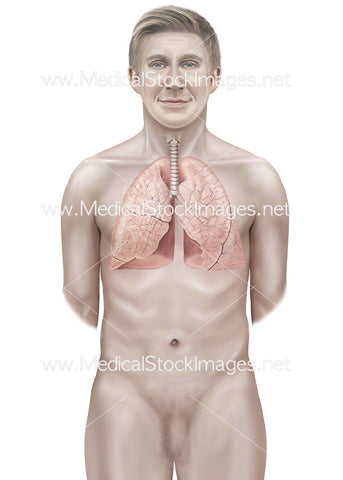 Male Figure with Lungs