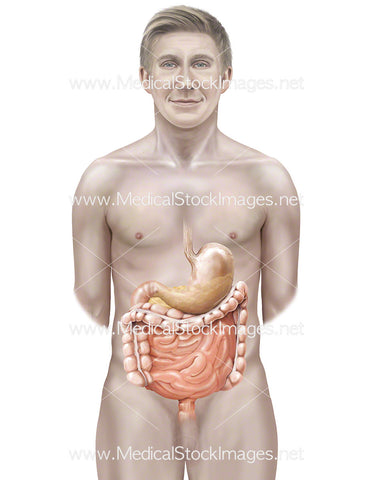 Male Figure with Stomach, Pancreas and Bowel
