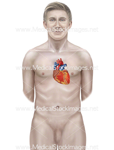 Male Figure with Heart