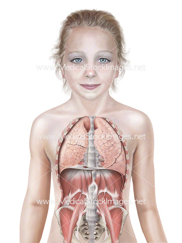 Child with Lungs and Muscles of Trunk Wall