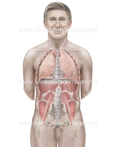 Male Figure with Lungs, Muscles of the Trunk Wall