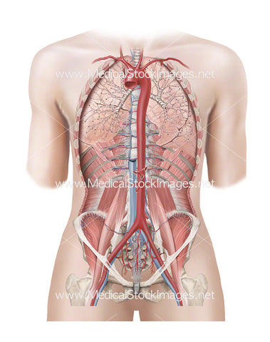 Androgynous Figure with Full Internal Anatomy