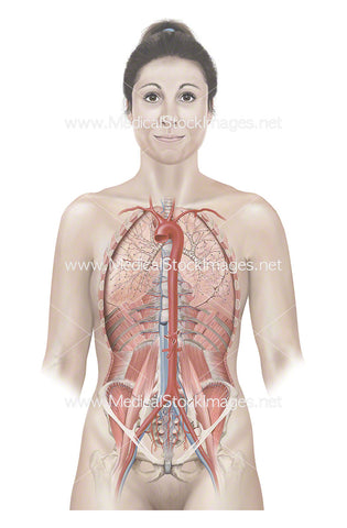 Female Internal Anatomy