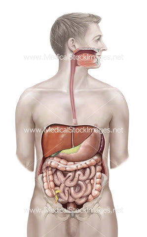 Male Figure with Abdominal Anatomy