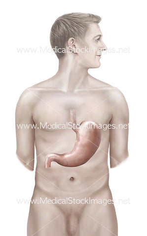 Male Figure with Stomach Anatomy