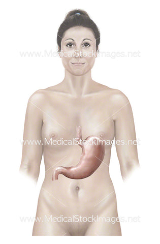 Female figure with a Stomach Anatomy