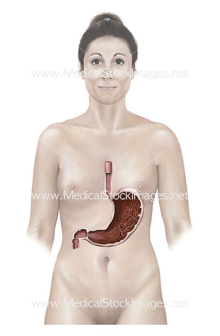 Female figure with Stomach as Cross-section Anatomy
