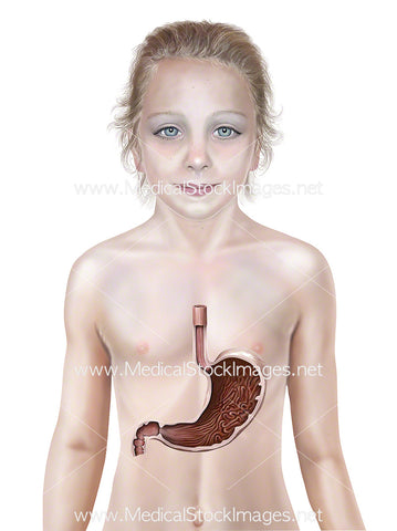 Child with Stomach Cross-section Anatomy