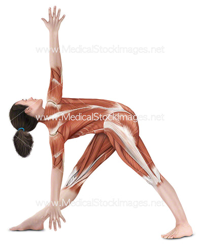 Yoga Pose Revolved Triangle Parivrtta Trikonasana