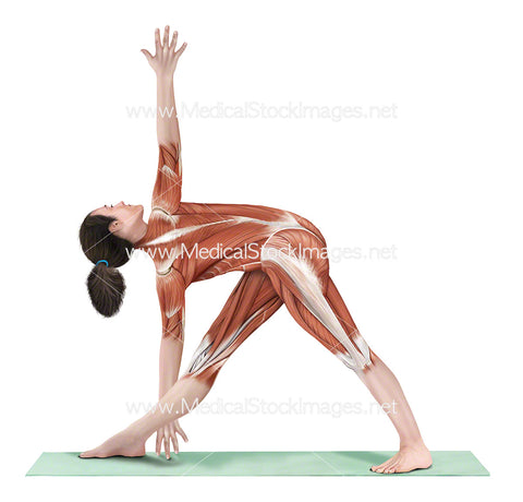 Yoga Pose Revolved Triangle Master